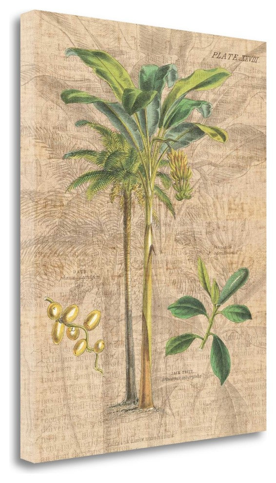 "Palm Study I" By Wild Apple Portfolio, Giclee Print on Gallery Wrap Canvas