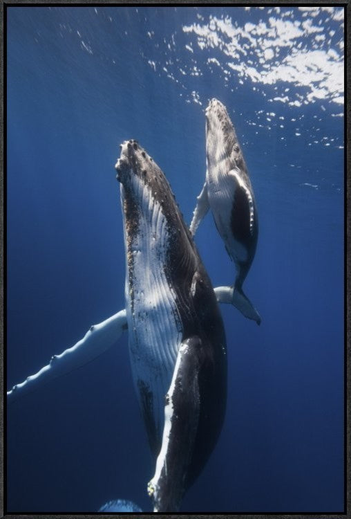 "Back To The Surface" Framed Canvas Giclee by Barathieu Gabriel, 21x31"