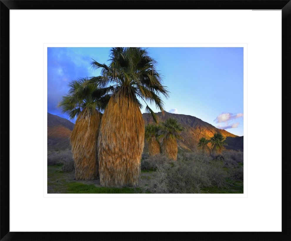 "Real Fan Palm Anza-Borrego Desert, California"  by Tim Fitzharris, 24x20"