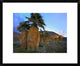 "Real Fan Palm Anza-Borrego Desert, California"  by Tim Fitzharris, 24x20"