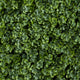 12" Succulent Artificial Wall Mat, Indoor/Outdoor, Set of 6