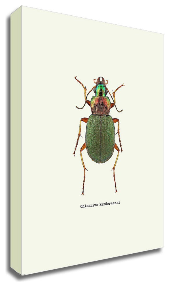 "Beetle Green" by GraphINC, Print on Canvas, 25"x35"