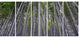 "Thick Bamboo Trunks in Japan" Forest Canvas Wall Art Print, 5 Panels, 60"x28"