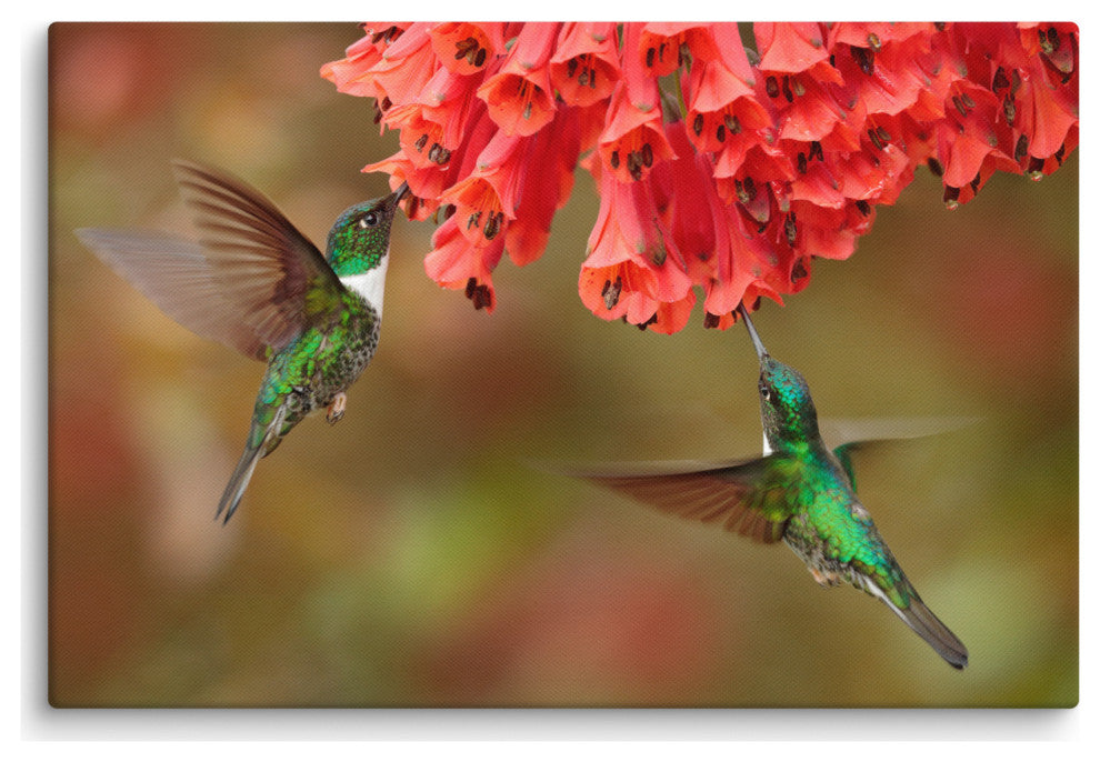 Hummingbirds Reddish-Orange Flowers Animal Wildlife Photo Canvas Wall Art Print, 24" X 36"