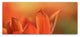 Cora Niele 'Duc van Tol Orange Tulip' Canvas Art