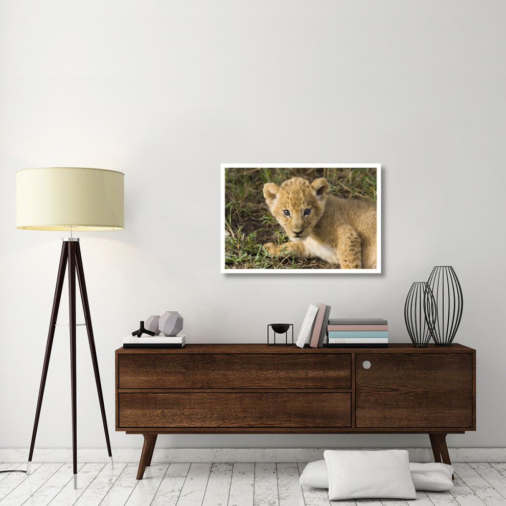 "African Lion 5 week old cub, vulnerable, Masai Mara Reserve" Paper Art, 38"x26"