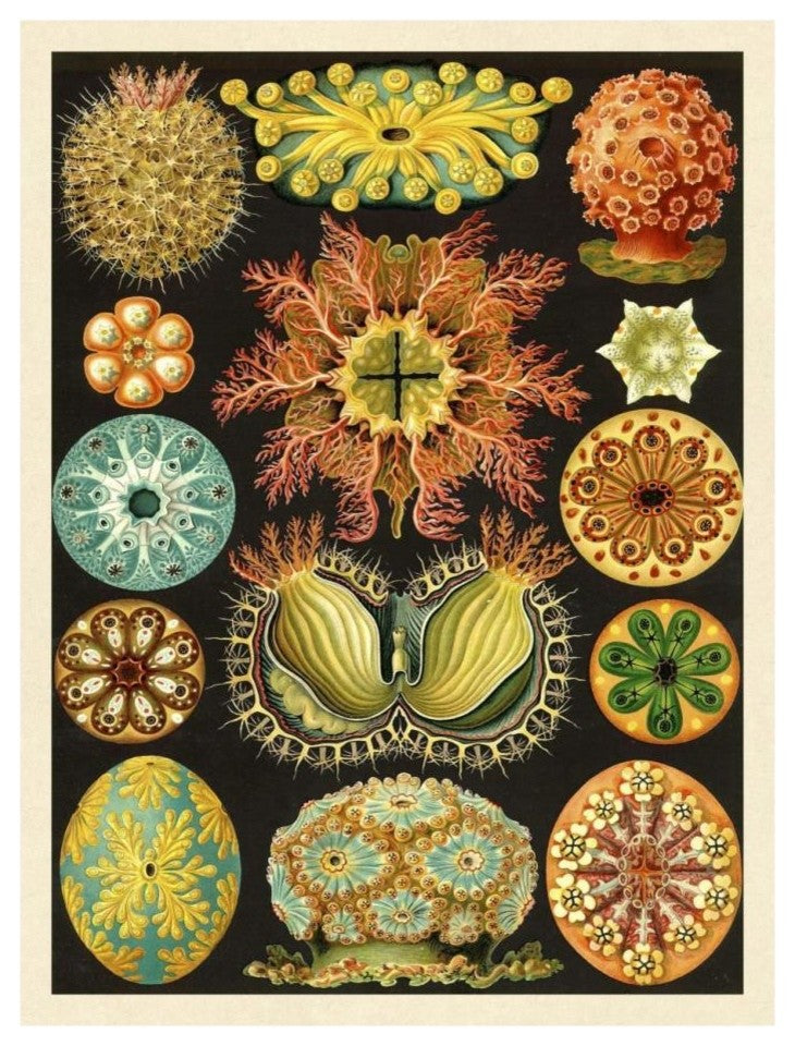 "Haeckel Nature Illustrations: Ascidiae" Paper Print by Ernst Haeckel, 20"x26"