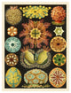 "Haeckel Nature Illustrations: Ascidiae" Paper Print by Ernst Haeckel, 20"x26"