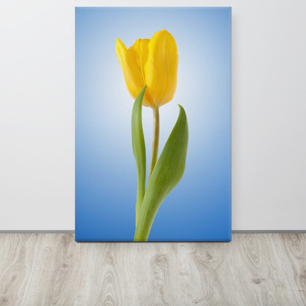 Yellow Tulip Minimal Botanical Floral Nature Photo Canvas Wall Art Print, 24" X 36"