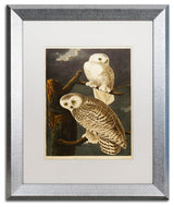 'Snowy Owl' Silver Framed Canvas Art by John James Audubon