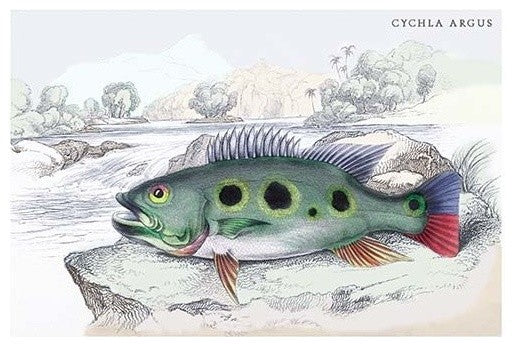 Cychla Argus - Fine Art Giclee Print 24" x 36"