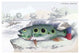 Cychla Argus - Fine Art Giclee Print 24" x 36"