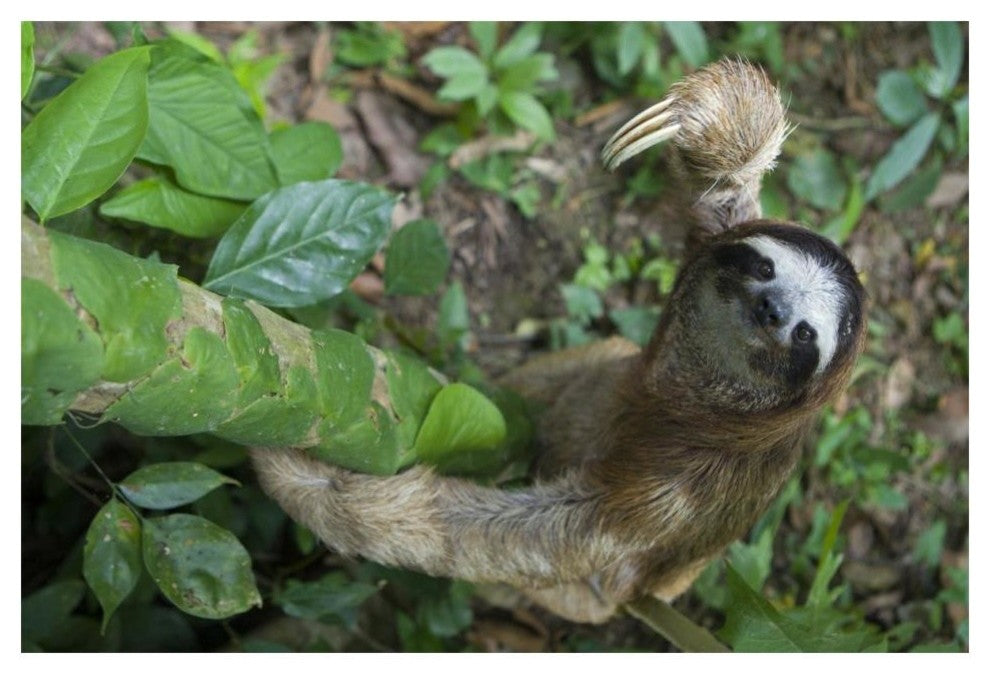 "Brown-throated Sloth climbing, Aviarios Sloth Sanctuary" Paper Art, 20"x14"