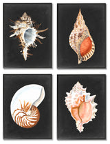 Sea Shell Clam Conch Collection Realistic Illustration , 4pc, each 11 x 14