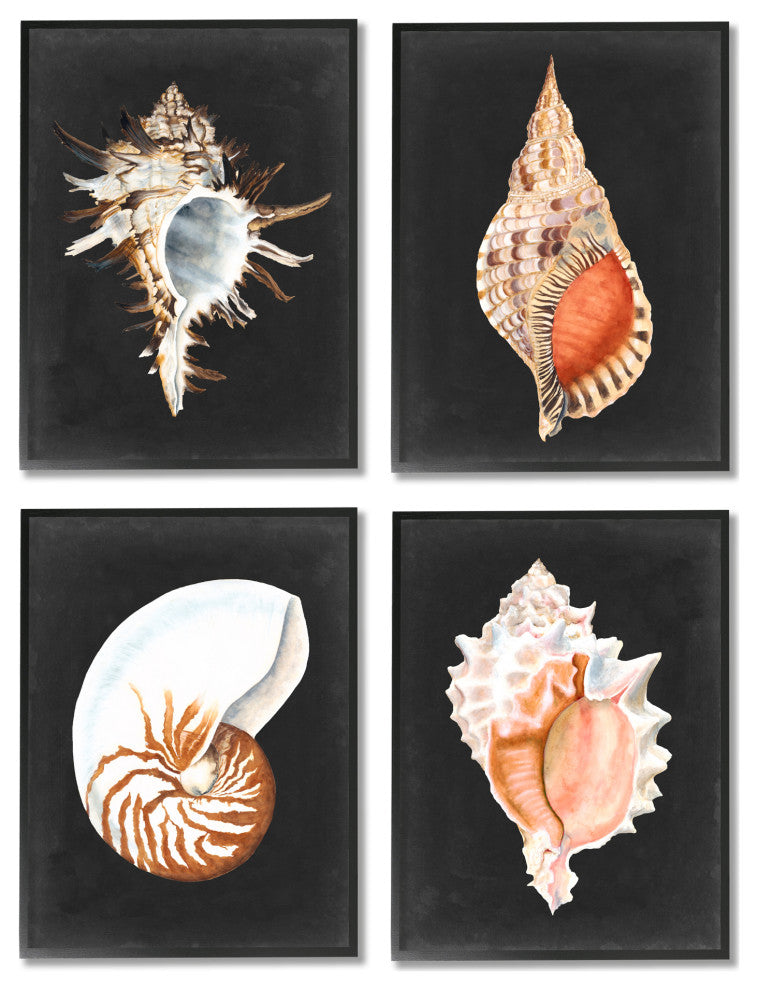 Sea Shell Clam Conch Collection Realistic Illustration , 4pc, each 11 x 14