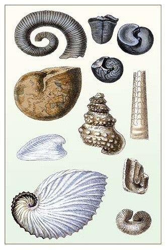 Shells: Ammonacea- Gallery Wrapped Canvas Art 28" x 42"