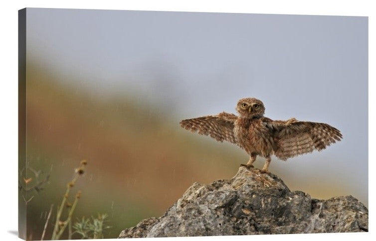 "I Can Fly!!!!!!" Stretched Canvas Giclee by Muayad Amer, 24"x16"