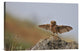 "I Can Fly!!!!!!" Stretched Canvas Giclee by Muayad Amer, 24"x16"