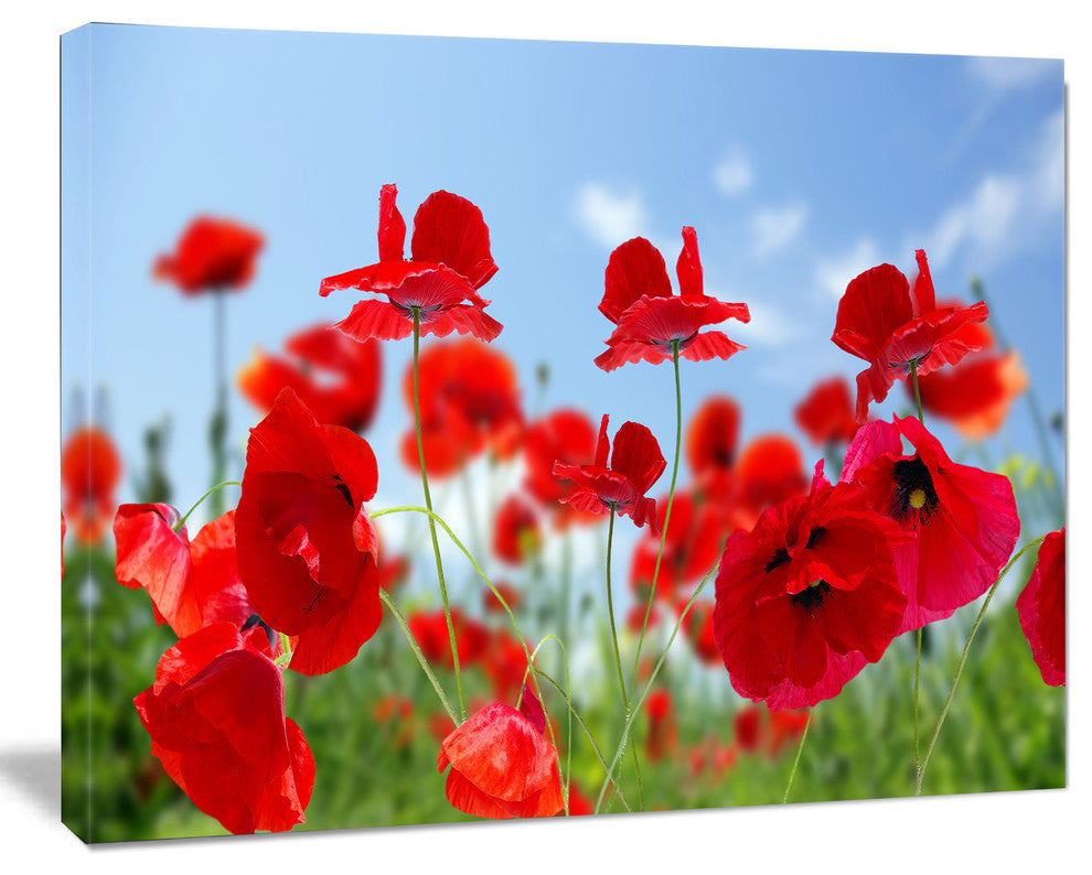Close Up of Amazing Poppy Flowers, Floral Canvas Art Print, 20"x12"