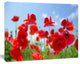 Close Up of Amazing Poppy Flowers, Floral Canvas Art Print, 20"x12"