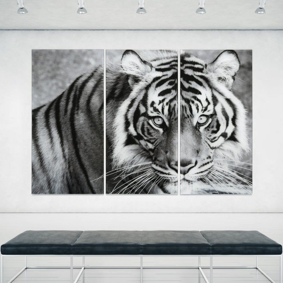 "Tiger ABC" Frameless Free Floating Tempered Glass Panel Graphic Wall Art Set