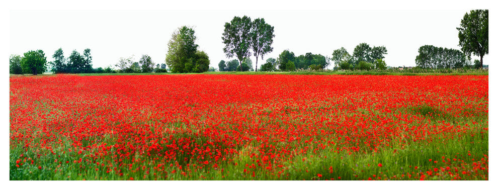 Artwork, Poppy Field Modena, Collezione Italiana, International Award Winni