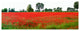 Artwork, Poppy Field Modena, Collezione Italiana, International Award Winni