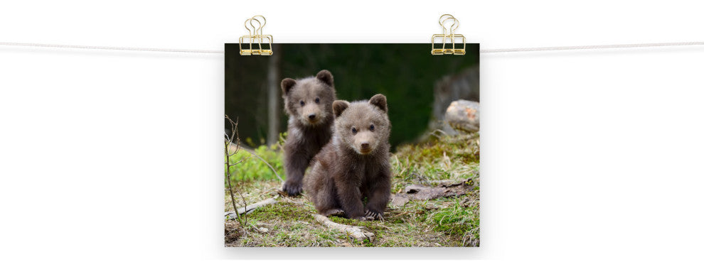 Baby Brown Bear Cubs In Forest Wildlife Photo Loose Wall Art Print, 8" X 10"