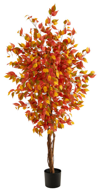 Primary product image: clean white background full shot of the 6' Autumn Ficus without diagrams or text.