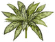 10" Variegated Silver Queen Artificial Plant, Set of 6
