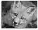 Young Red Fox Face Black and White Wildlife Photograph Canvas Wall Art Print, 12" X 16"