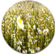 Wild Chamomile Flowers Field, Flower Round Wall Art, 36"