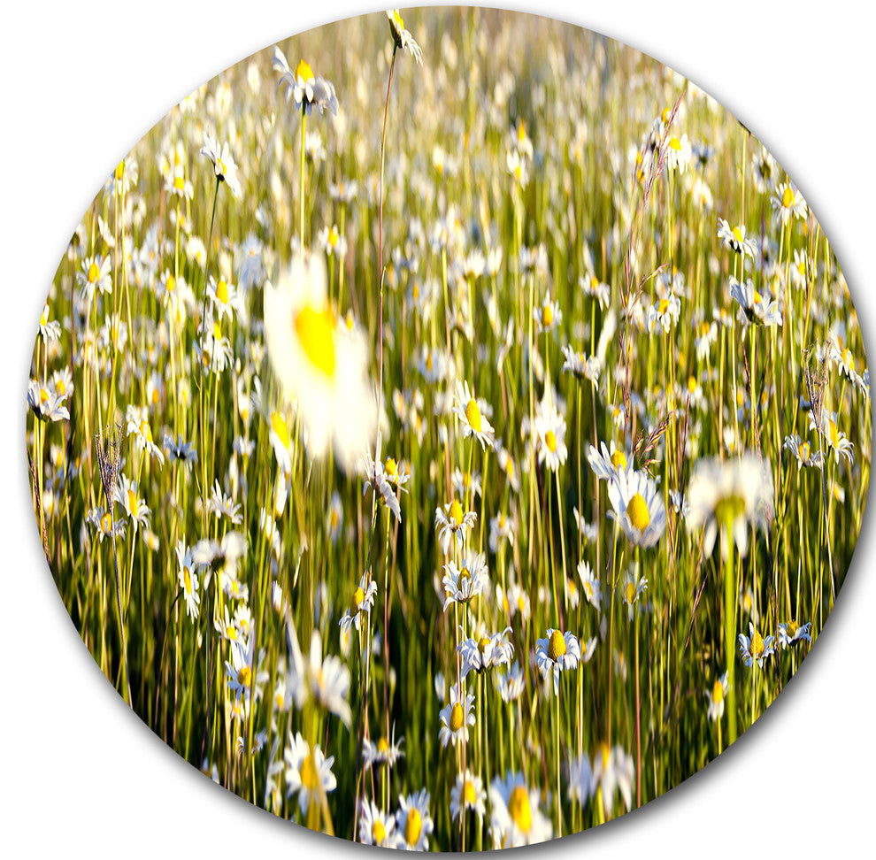 Wild Chamomile Flowers Field, Flower Round Wall Art, 36"