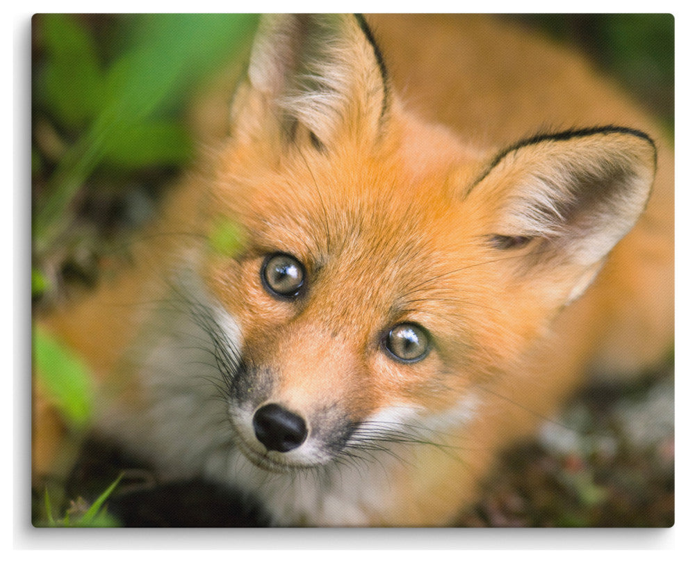 Young Red Fox Face Animal Wildlife Nature Photograph Canvas Wall Art Prints, 16" X 20"