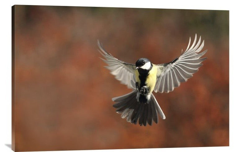 "Fly" Stretched Canvas Giclee by Barre Thierry, 36x24"