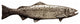 New Long Trout Right Face Cabinet Pull, Pewter