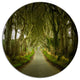 Dark Hedges Road Through Old Trees, Landscape Disc Metal Artwork, 23"