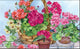 Geranium Variety MatMate