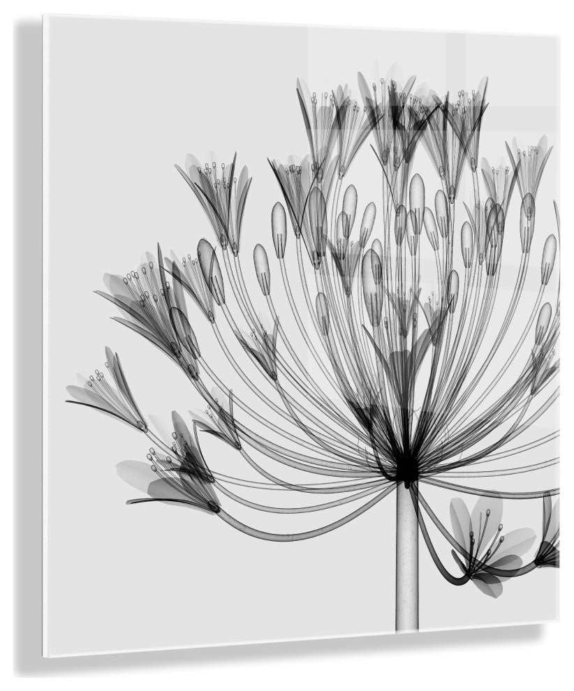 Bell Agapanthus X Ray Acrylic Art by The Creative Bunch Studio, Assorted 23x23