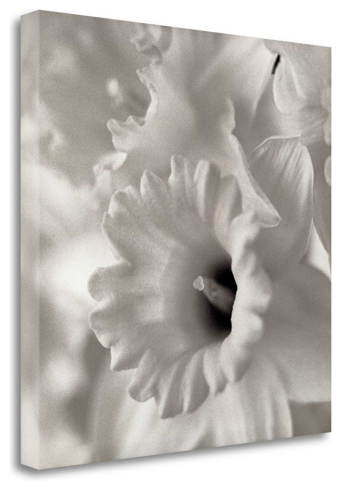 "Florison - 45" By Alan Blaustein, Giclee Print on Gallery Wrap Canvas