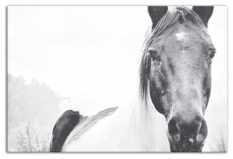 Black and White Lone Horse 16x24 Canvas Wall Art