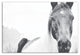 Black and White Lone Horse 16x24 Canvas Wall Art