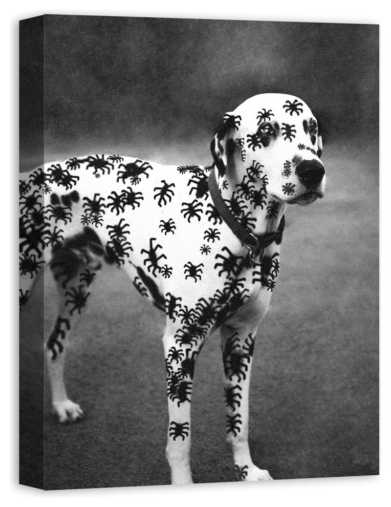 Spider Dalmatian Print on Canvas
