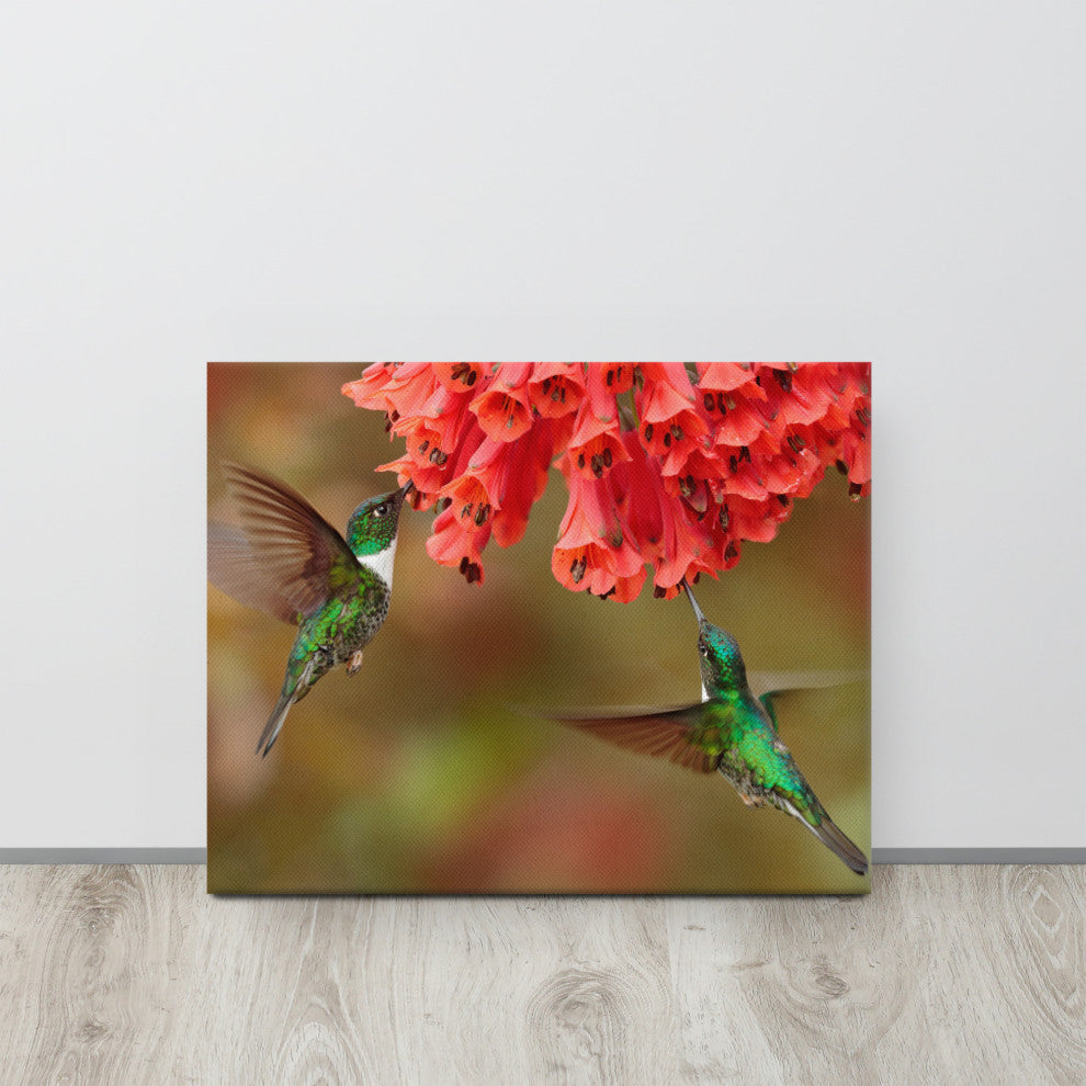 Hummingbirds Reddish-Orange Flowers Animal Wildlife Photo Canvas Wall Art Print, 16" X 20"
