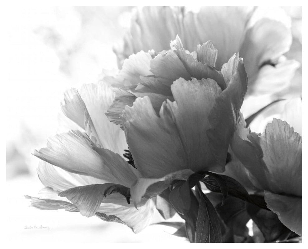 "Translucent Peony I - BW" Digital Paper Print by Debra Van Swearingen, 26"x22"
