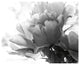 "Translucent Peony I - BW" Digital Paper Print by Debra Van Swearingen, 26"x22"