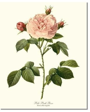 Vintage Botanical Rose Art : Pale Pink Rose
