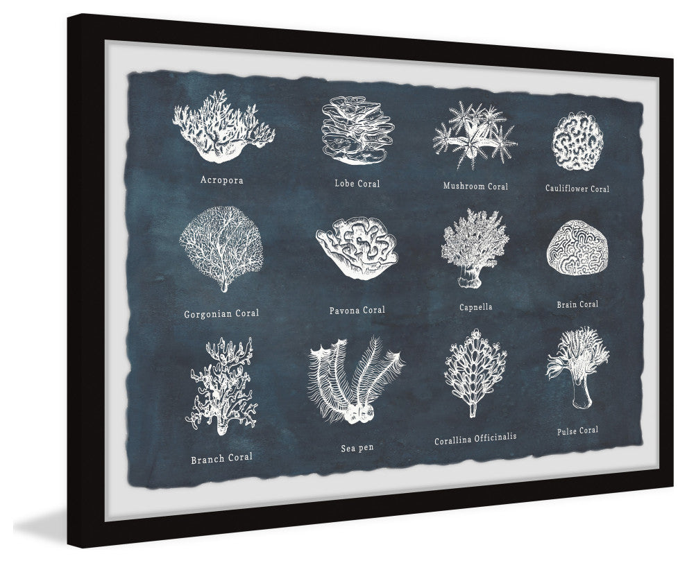 "Coral Identification" Framed Painting Print, 30x20