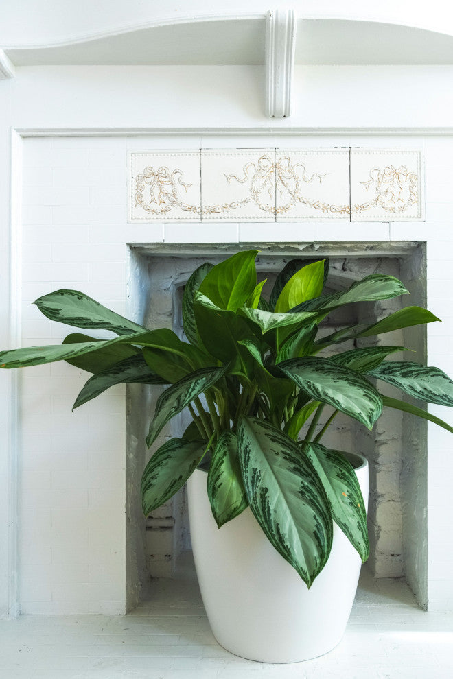 Napa Round Cylinder Planter, White, 13.5"x13.75"