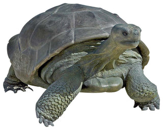 Grand Scale Galapagos Tortoise Statue